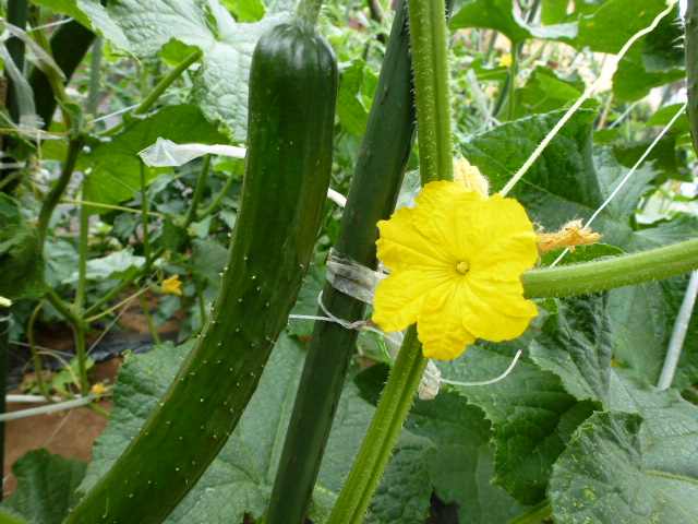 123 花と実