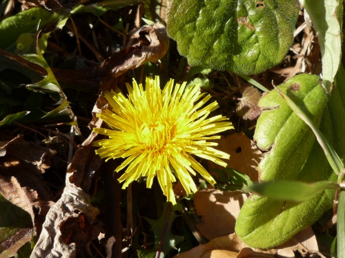 P1140515 (500x374).jpg