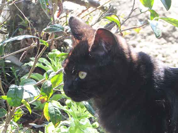 我が家のニャンコ♪2016/4/21-3