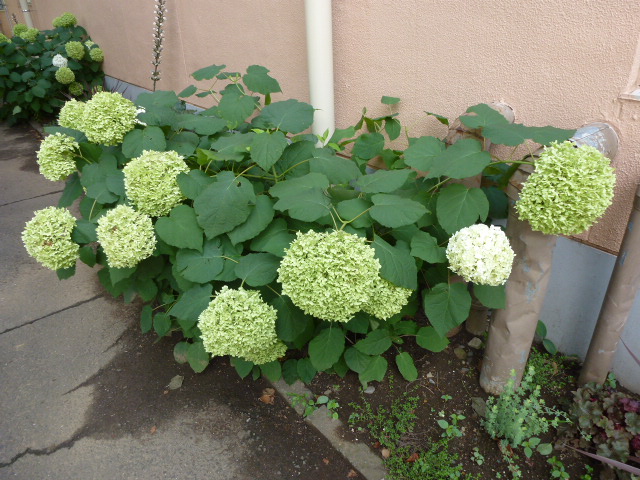 214 紫陽花・アナベル