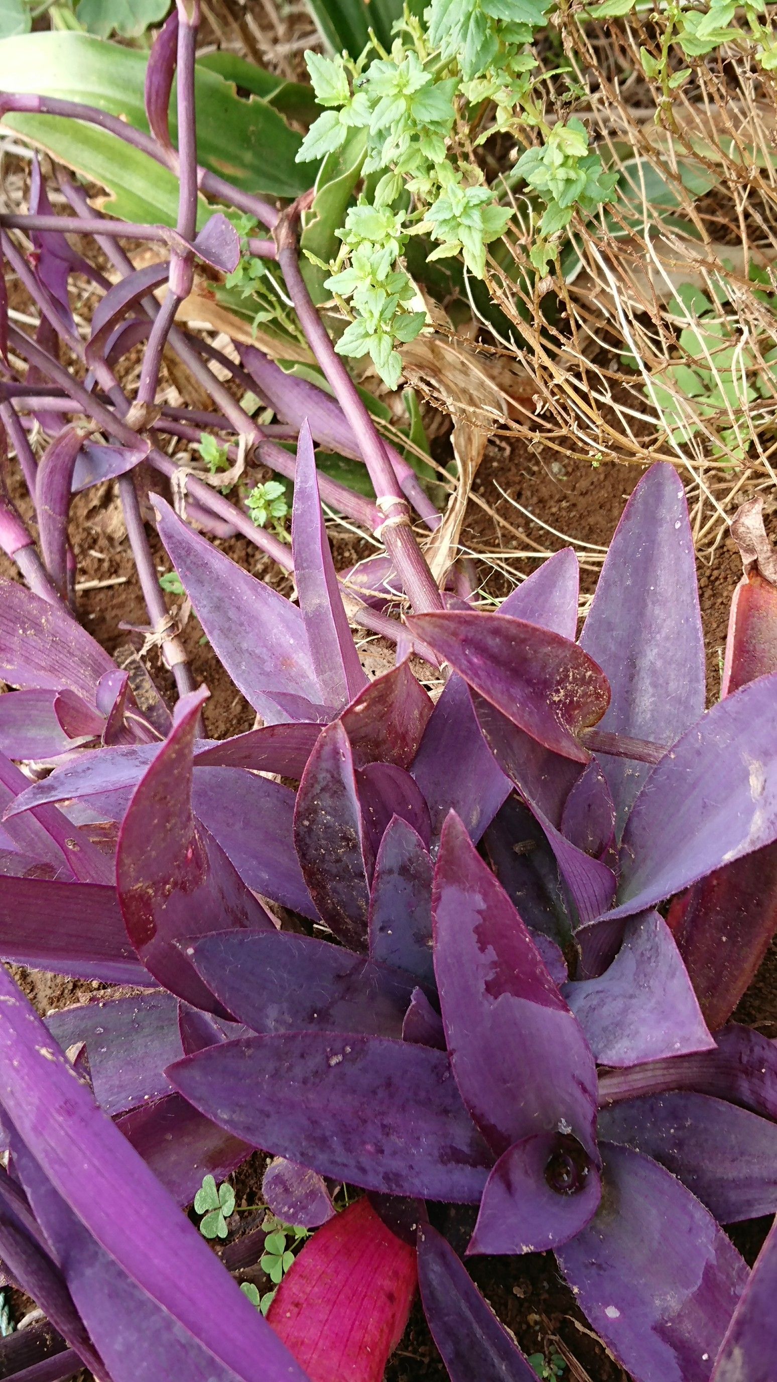 ソロモンの判決 はぬる7のブログ 楽天ブログ ソロモンの判決 はぬる7のブログ 楽天ブログ