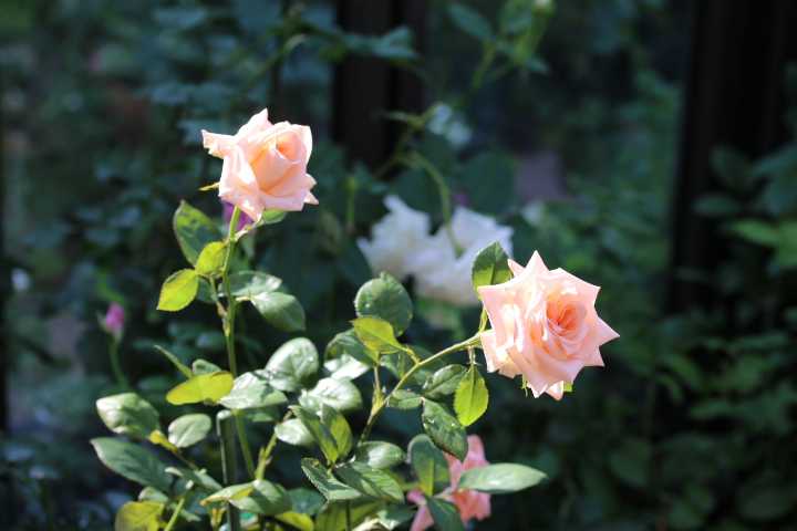 桜の開花 バラの新芽 春のプリティレディ Searching My Garden 楽天ブログ