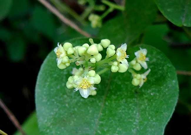アオツヅラフジ雄花