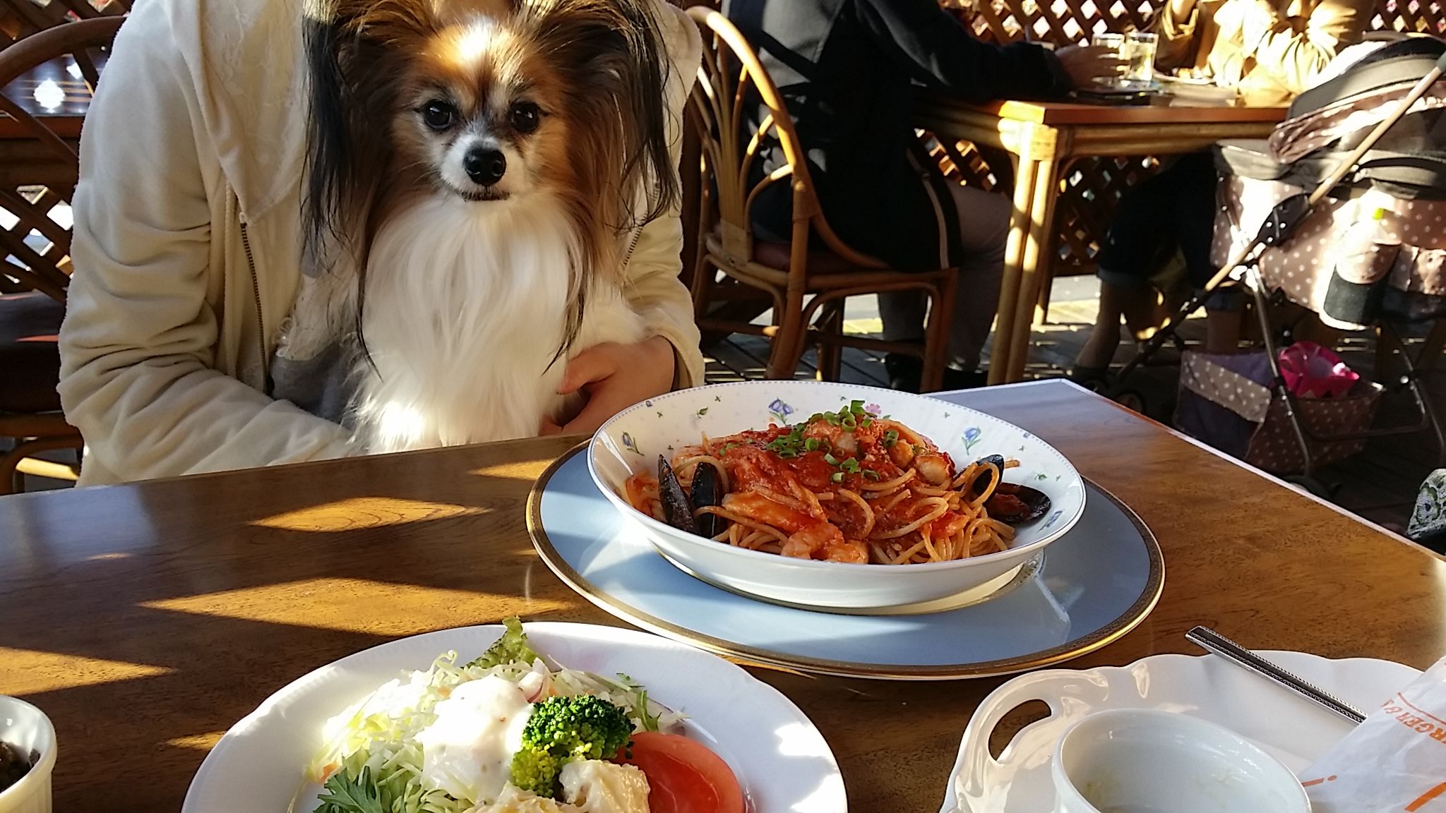 大和町 七ツ森 蝋梅の咲く頃 犬と一緒に 蒼いうさぎ 旦那の部屋 楽天ブログ