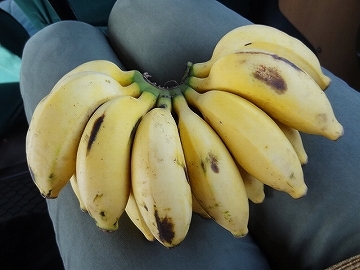 ウガンダのバナナ