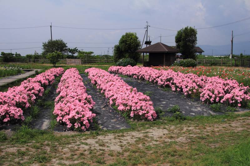 新旭菖蒲園_02ハナアオイ畑.jpg