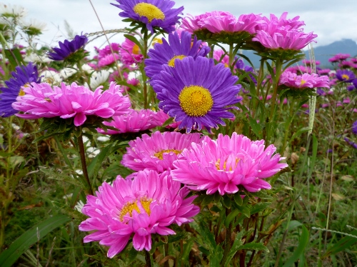 P1150418 (500x374).jpg