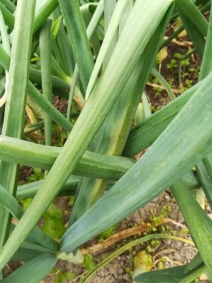 玉葱はベと病が ニンニクはサビ病が多いようです 青い蛙の菜園日記 楽天ブログ