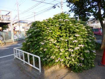 P1020480.JPG