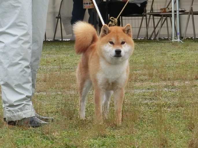 展覧会 日本犬保存会 柴楽日記 楽天ブログ