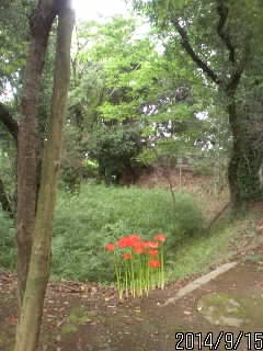崖と彼岸花