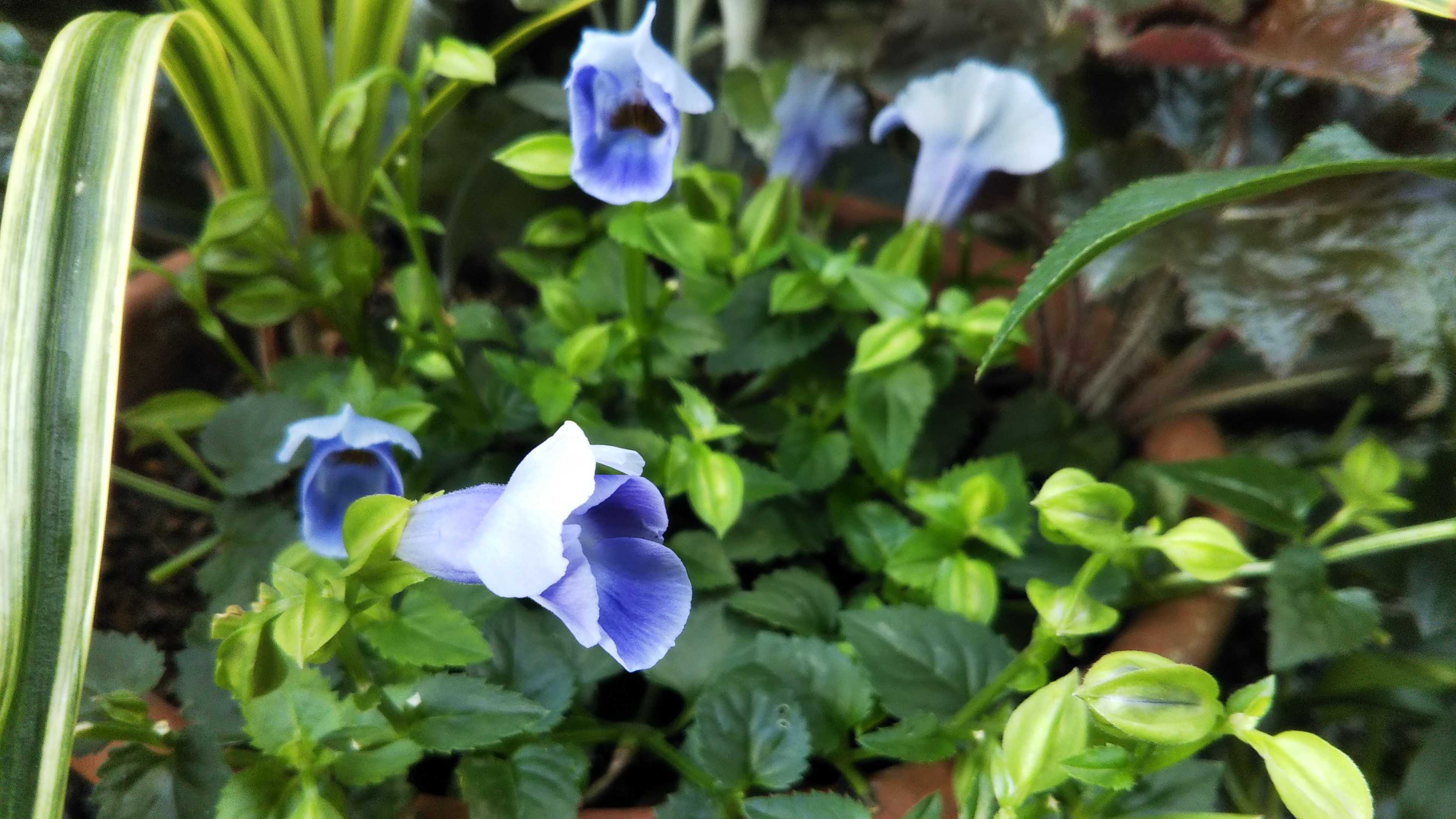 スーパートレニア切り戻し ちいちゃんと雷 シェードガーデンと猫 楽天ブログ