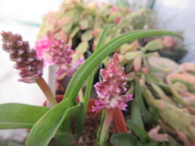 ラケナリアその後 ロードヒポキシス 楽天ブログ