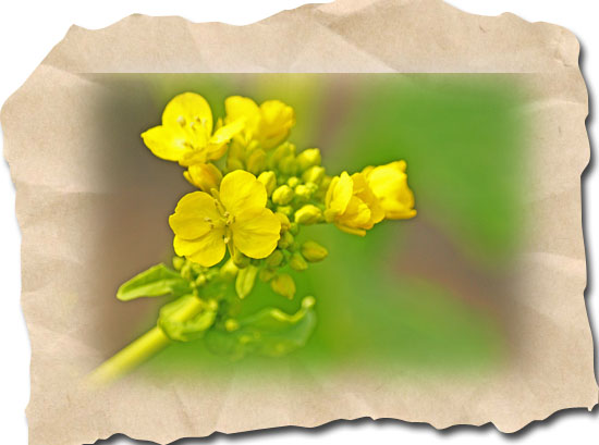 菜の花６