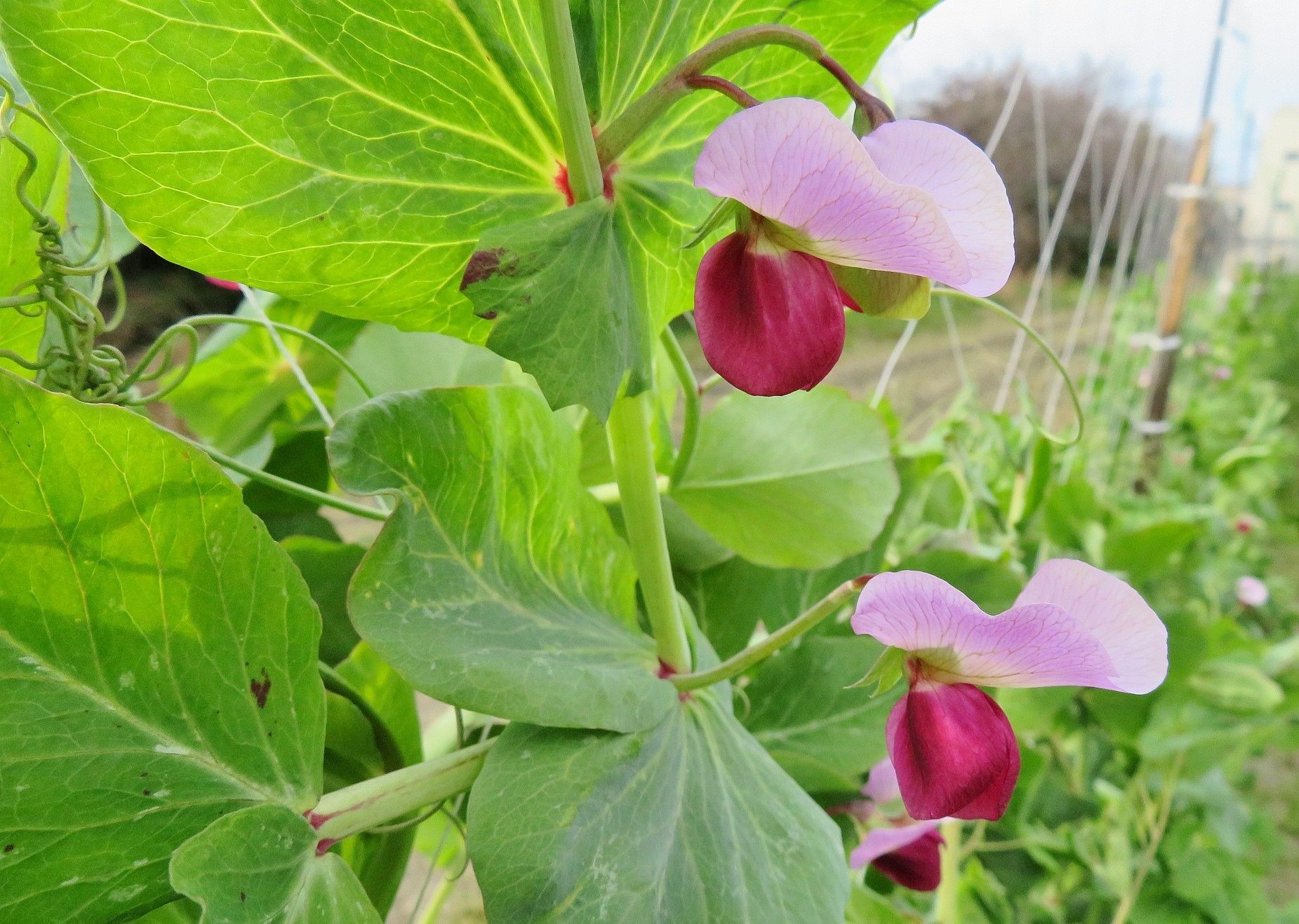 29ページ目の 私の趣味 花の写真撮影 だい のひとりごと 楽天ブログ 29ページ目の 私の趣味 花の写真撮影 だい のひとりごと 楽天ブログ