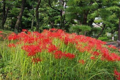 日比谷公園のにて