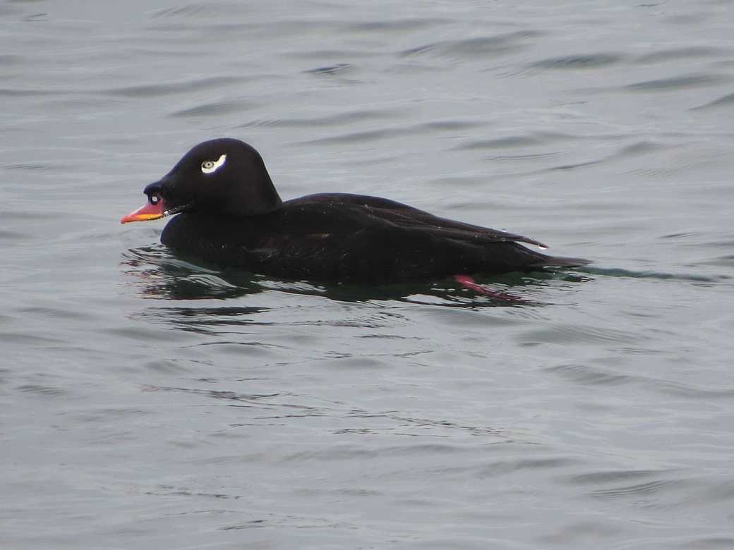 新浦安でコオリガモ ビロードキンクロ カワアイサ ホオジロガモと出会う 花鳥いろいろ 四季の野鳥たちとの出会い のブログ 楽天ブログ