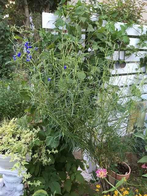 コバルトセージが咲いた 楽しい庭作り 楽天ブログ