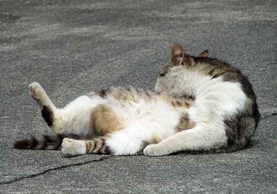 我が家のニャンコ♪2016/2/28-4