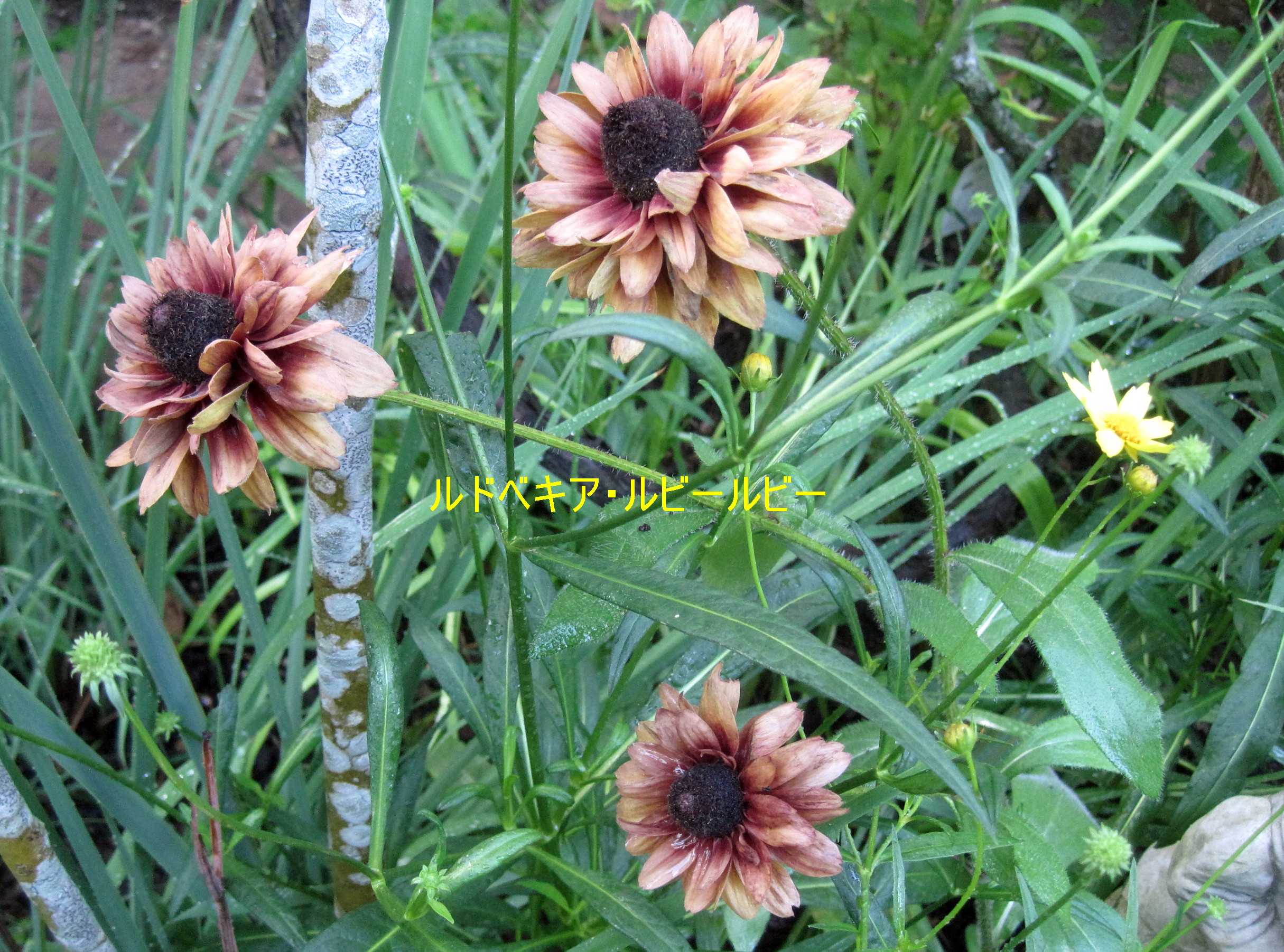 真夏に咲く宿根草 ルドベキア5種 たねをまく日々 楽天ブログ