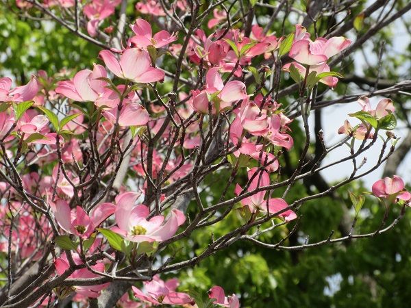 ハナミズキ 花水木 の花が咲いてきました ツーリズム徳島 見てみ 来てみ 徳島観光 四国旅行 とくしま観光ボランティア 楽天ブログ