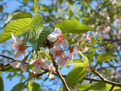 普賢寺　寒桜