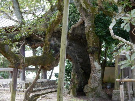 P1060253（一言寺ヤマモモ）.jpg
