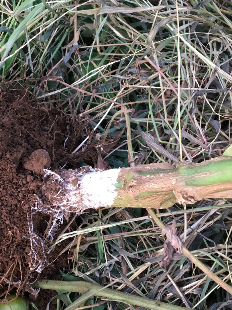 ピーマンが急に萎れてしまいました 白絹病 植物が大好き 日々の雑感 楽天ブログ