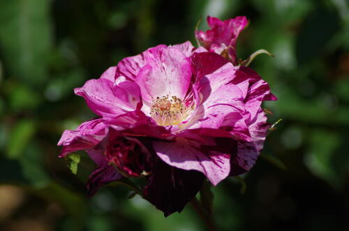 谷津バラ園のバラの花