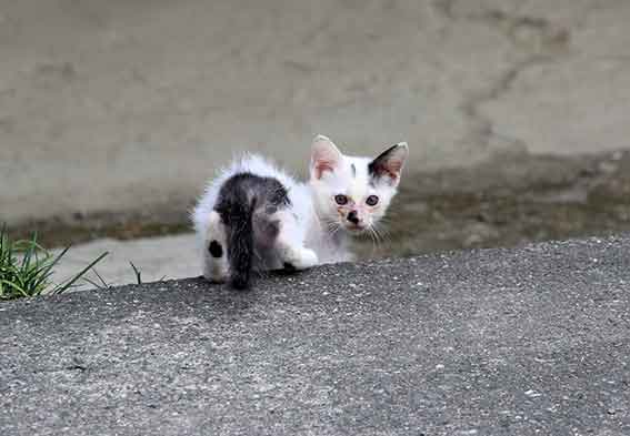 我が家のニャンコ♪2016/07/25-3