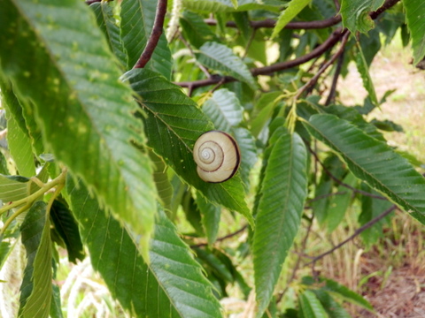 栗の木で生きる虫