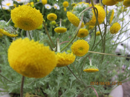 半円球の花