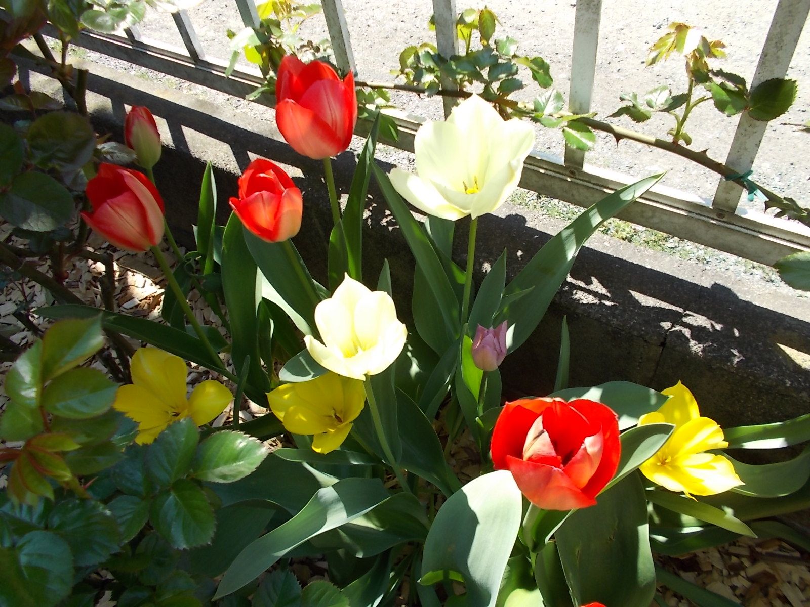 沈丁花の剪定を行いました バラを咲かせることが好き 楽天ブログ 沈丁花の剪定を行いました バラを咲かせることが好き 楽天ブログ