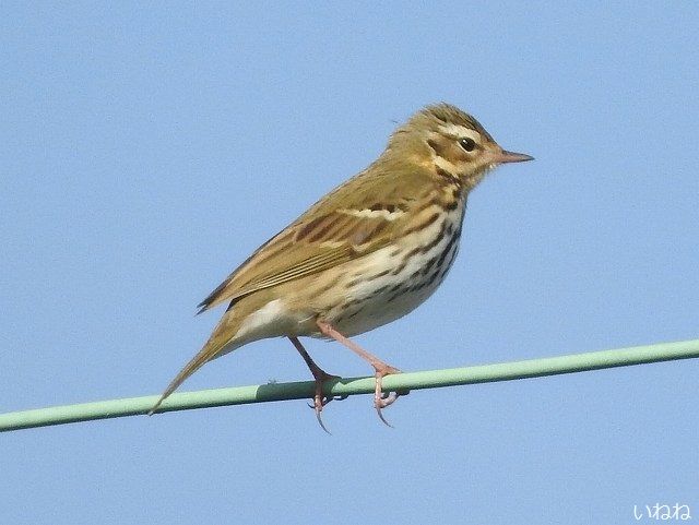 タヒバリ2018年12月18日