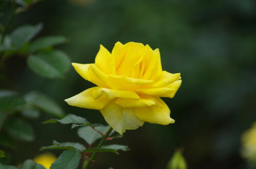 神代植物公園の秋バラ