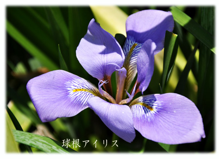 アイリス
