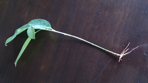 rblog-20130815094738-01.png