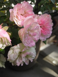 019-001.JPG