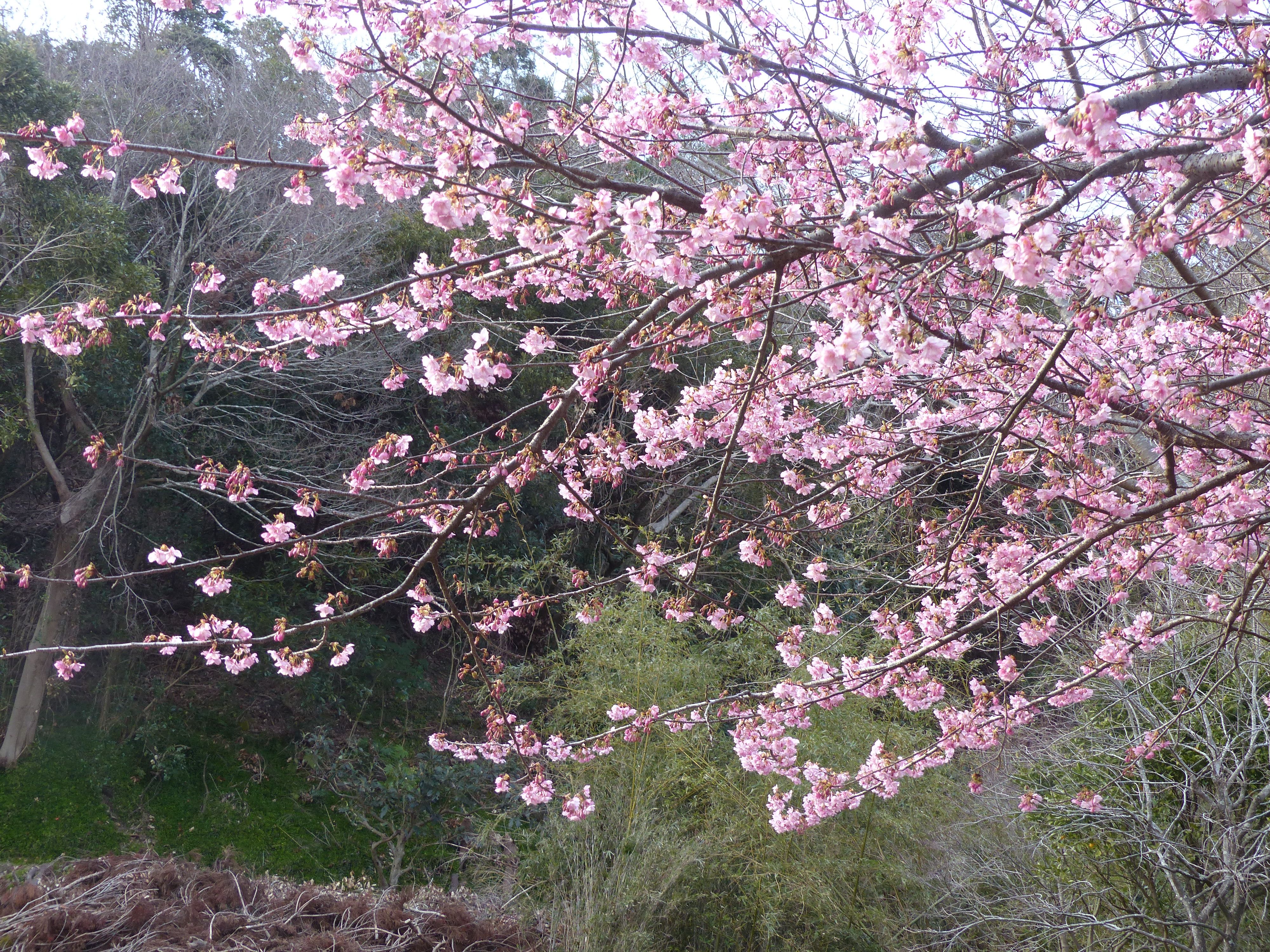 八分咲きの 河津ざくらが 目に飛び込んできて オープンガーデン 楽天ブログ