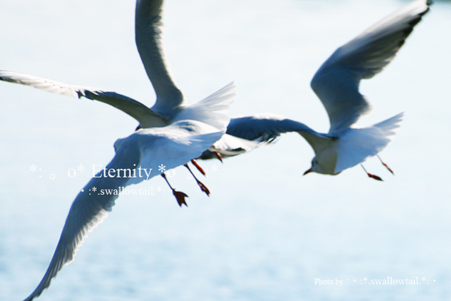 Photo by swallowtail　E.jpg