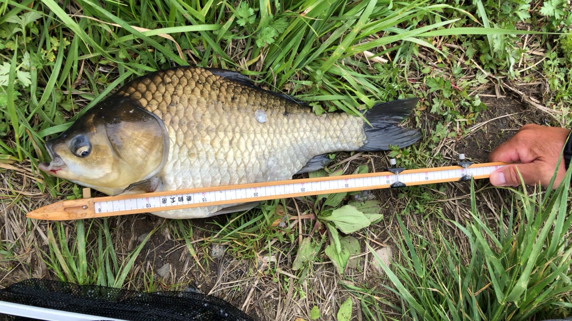 グルテンセットの段差の宙釣りおよび段差の底釣りでヘラブナを釣る ヘラブナ釣り 鯉釣り 楽天ブログ