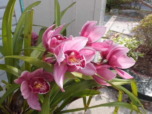 シンピジューム