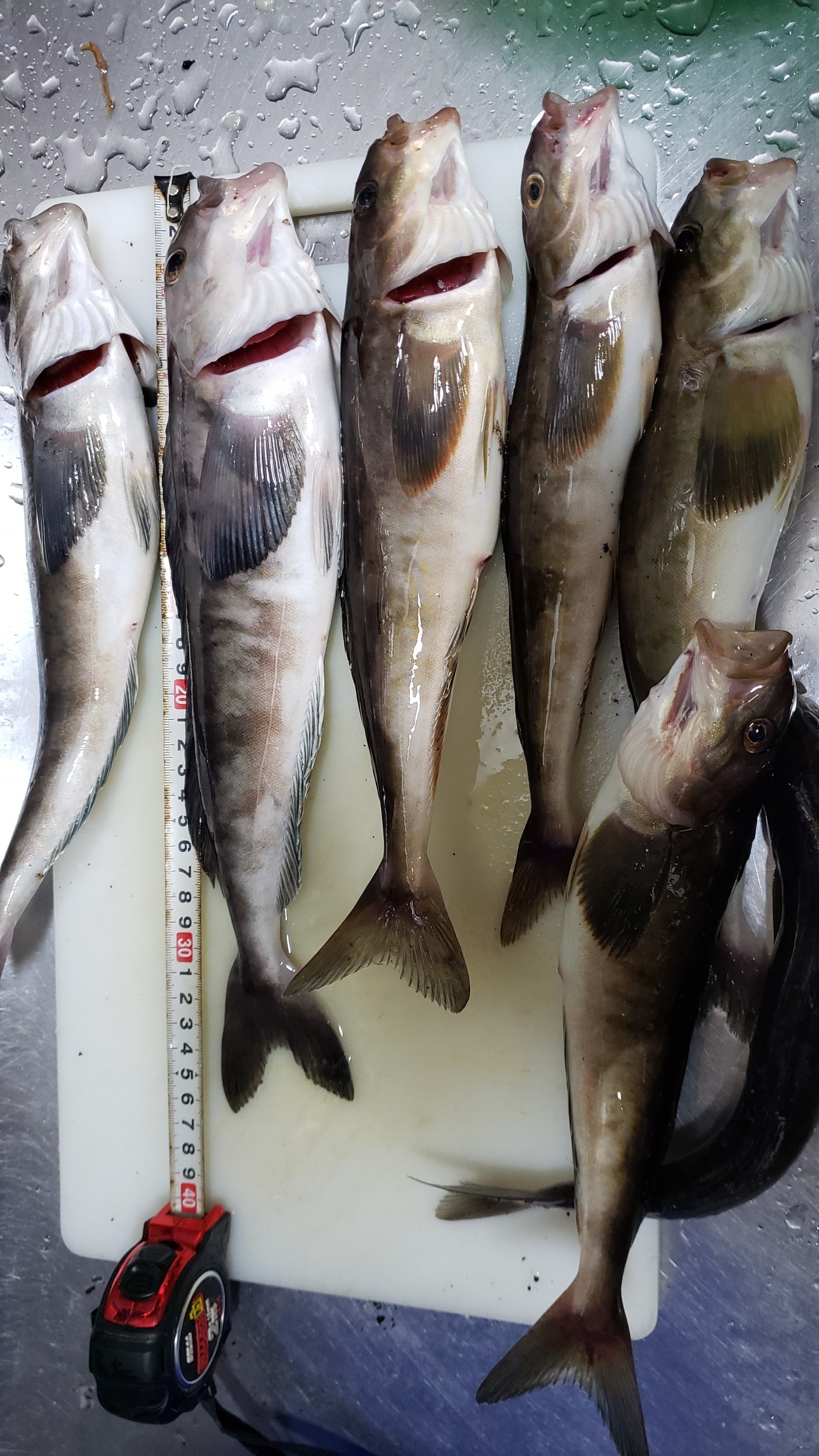 2ページ目の 釣り ごっこまの釣り 楽天ブログ