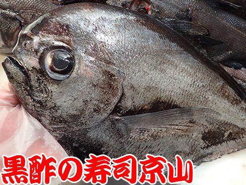 相模湾の深海魚が到着です お寿司の出前専門店 黒酢の寿司京山 楽天ブログ