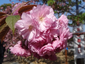 花１４.jpg