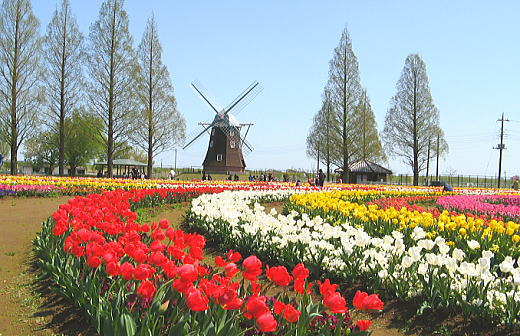 あけぼの山公園のチューリップ畑