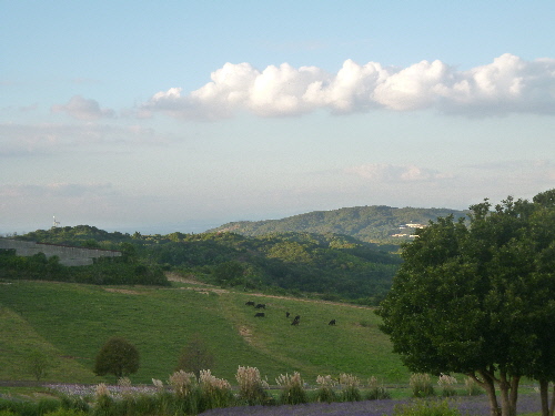 P1130186(1).JPG