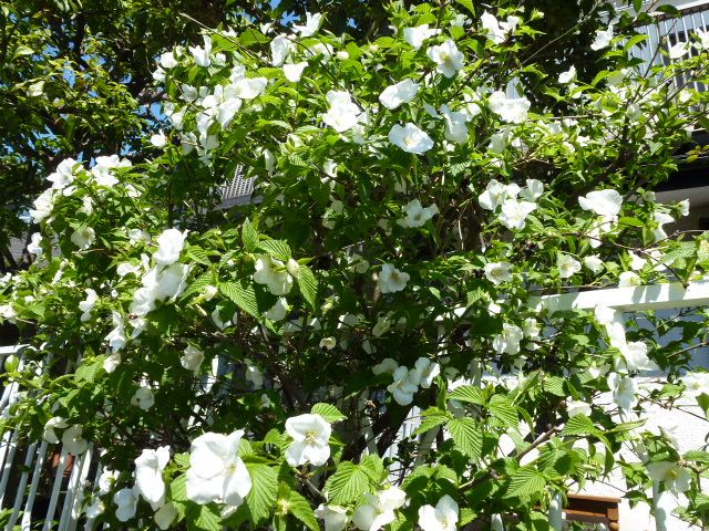 白山吹 シロヤマブキ 八重山吹 山吹 ローダンセマム 写真あり 私の好きな花 楽天ブログ