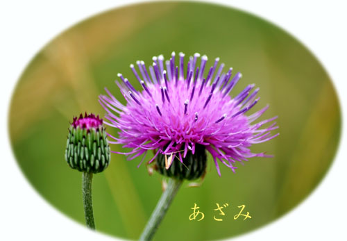 あざみ