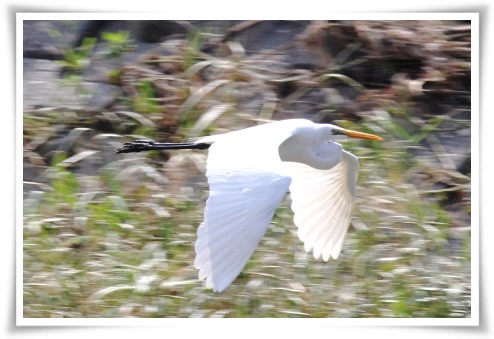 動橋川-16 ダイサギ 13.9.24